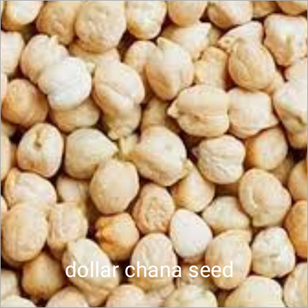 Dollar Chana Seed