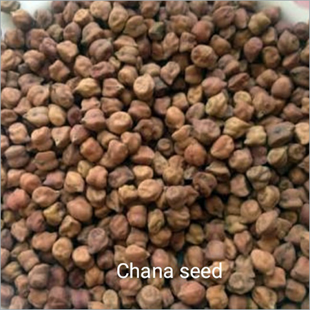 Chana Seed
