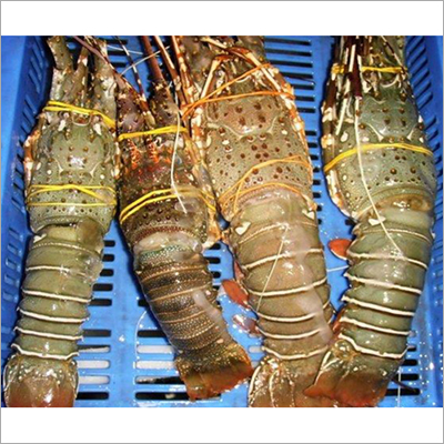 Frozen Lobster - Whole Lobster, Cooked and Raw - Fresh Frozen Preservation, Natural Shape, Varying Weights, 12-Month Shelf Life, Tray Pack