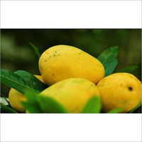 बादामी आम