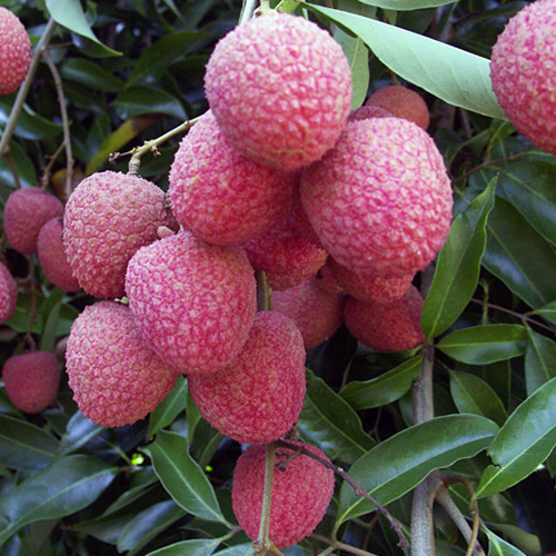 Common Fresh Red Litchi