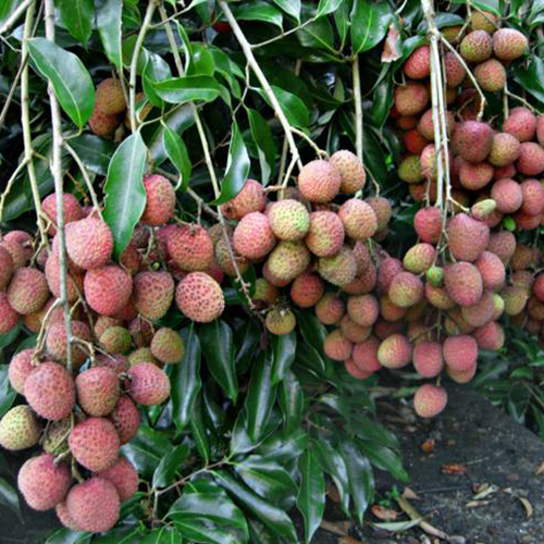 Round Fresh Litchi