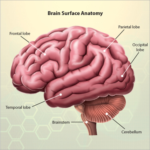 Medical Illustrations