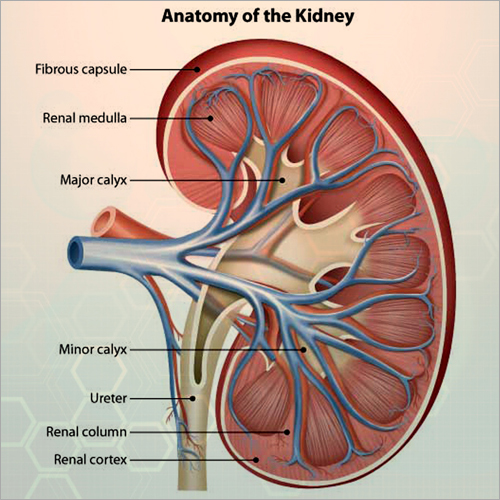 Medical Illustrations