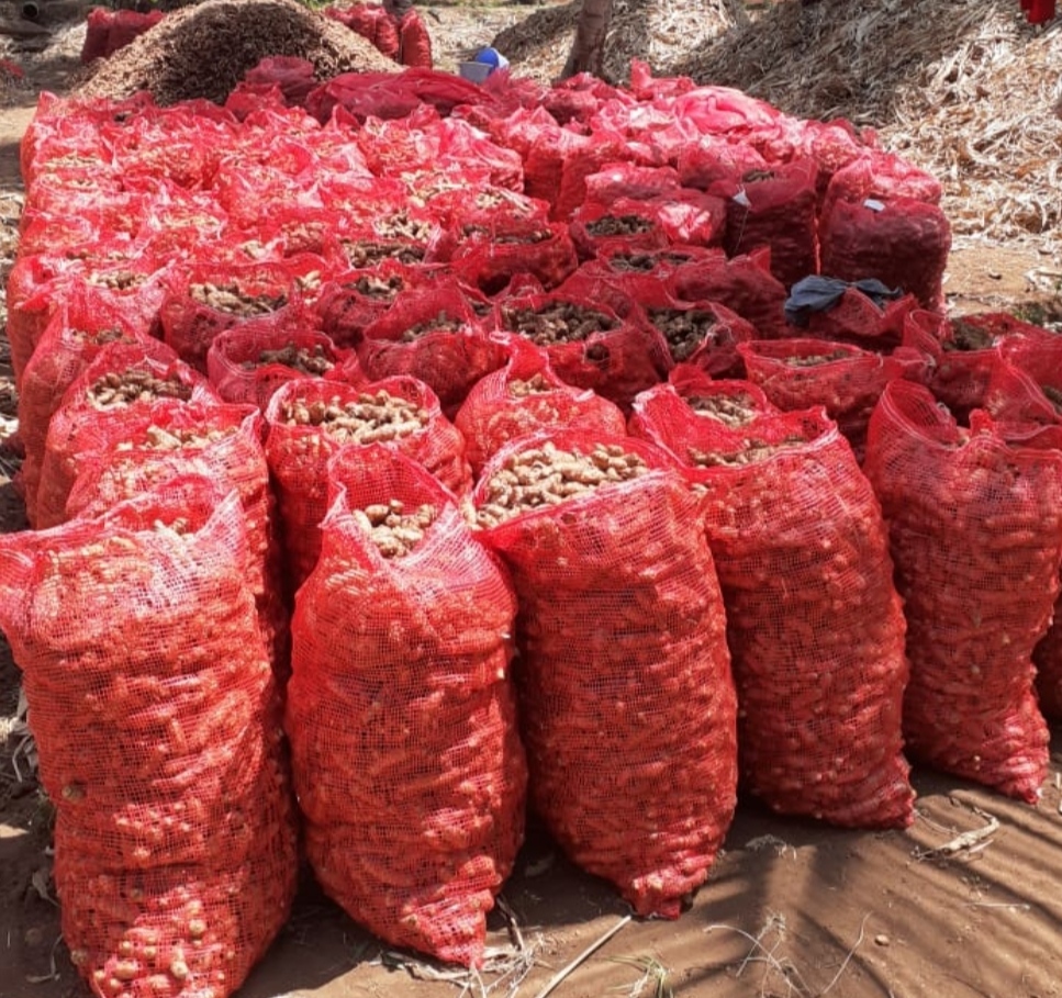 Brown Onion - Medium Size, Red Color | Ideal For Storage In Cool, Dry Place, Net Bag Packaging
