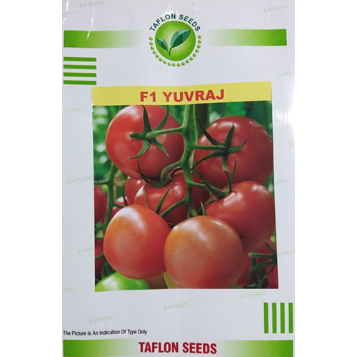 F1 Yuvraj Tomato Seed