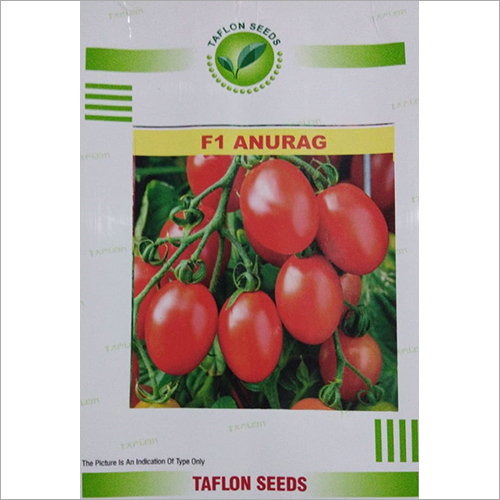 F1 Anurag Hybrid Tomato Seed