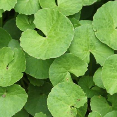 बकोपा मोनियेरा (ब्राह्मी)