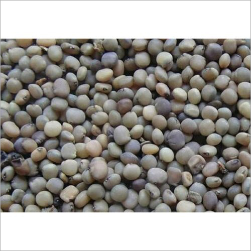 Organic Guar Seed - Organic Moisture: 10% Shelf Life: 3 Years | Nutrient-rich Seed For Enhancing Culinary Dishes And Health Benefits