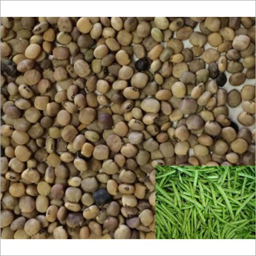 Organic Guar Seed - Organic Moisture: 10% Shelf Life: 3 Years | Nutrient-rich Seed For Enhancing Culinary Dishes And Health Benefits