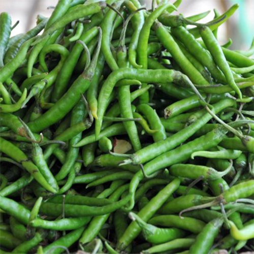 Green Chilly Moisture (%): 95-99%
