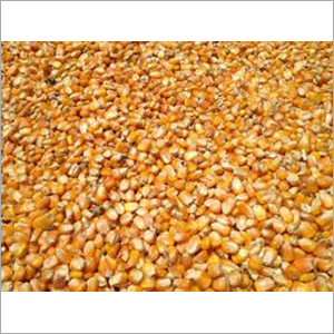 Maize Animal Feed - Bulk Packaging, Yellow Color | 14% Moisture, 8.5% Protein, 4.5% Fat, 2.5% Fiber, 1.5% Ash