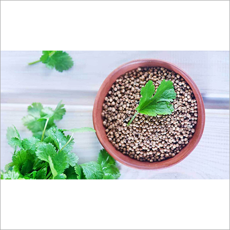 Coriander Seeds - Bulk Package, Varying Size | Brown Color, High Purity, Low Moisture, Culinary Uses, Freshness, Natural Flavor, Rich Aroma, Versatile Spice