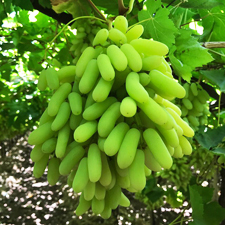 ताजा सुपर सोनका अंगूर