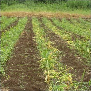 ताजा अदरक