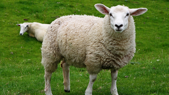 Sheep Milk Admixture (%): Natrual