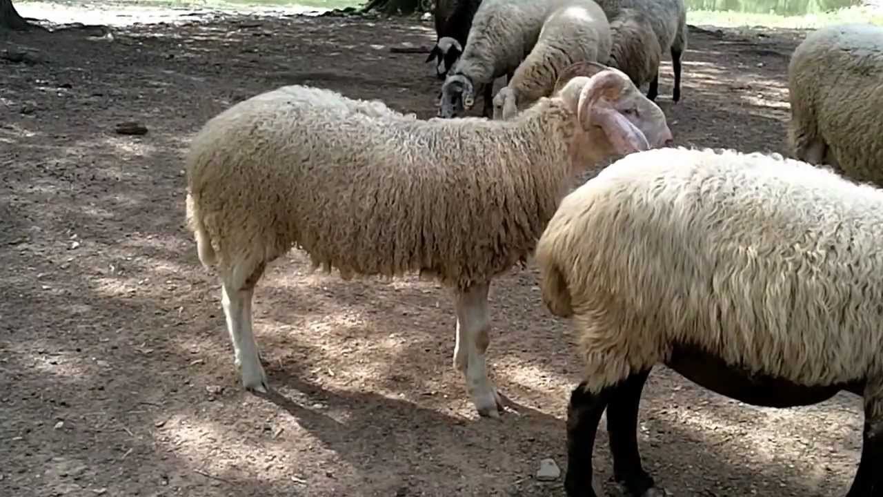 Sheep Milk Admixture (%): Natrual