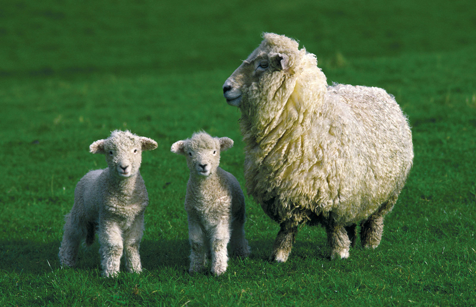 Sheep Milk Admixture (%): Natrual