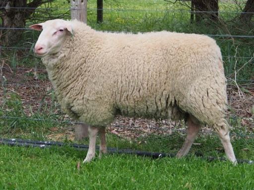 Sheep Milk Admixture (%): Natrual
