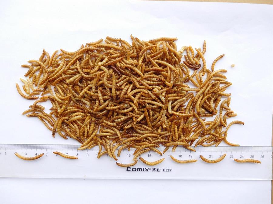High Nutritious Dried Meal Worms For Poultry Feed Animal Food Ash %: 5
