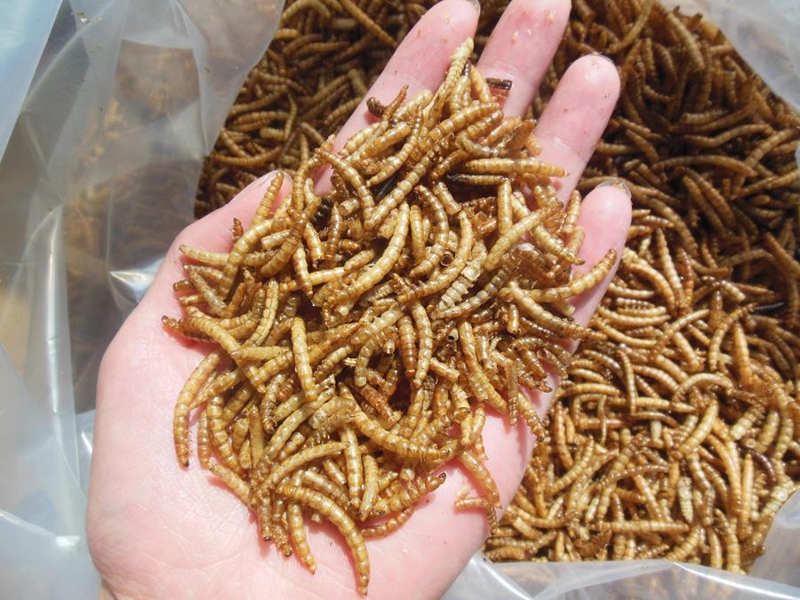 High Nutritious Dried Meal Worms For Poultry Feed Animal Food Ash %: 5