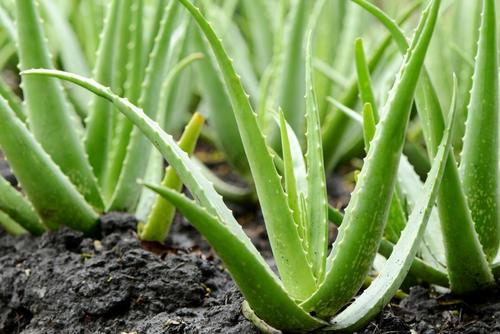 Herbal Product Aloe Vera Liquid Extract  - Aloe Barbadensis