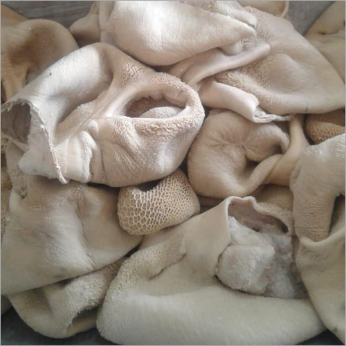 बोइल ट्राइब