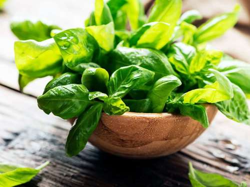 Basil Liquid Extract (Tulsi) - Ocimum Tenuiflorum Grade: Cosmetic