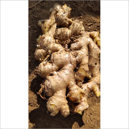 Natural Ginger - Color: Brown