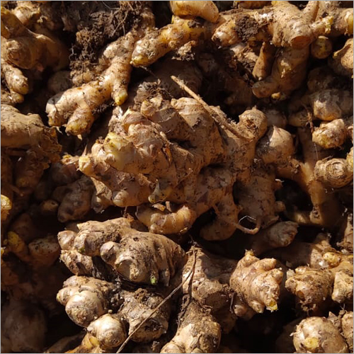 Pure Ginger - Color: Brown