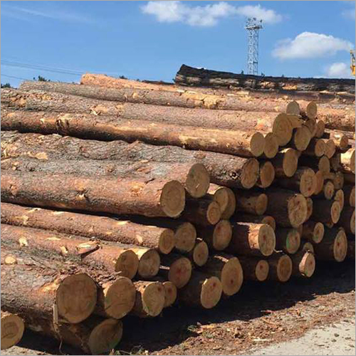 Pine Wood Log
