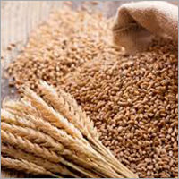 Brown Wheat Seeds