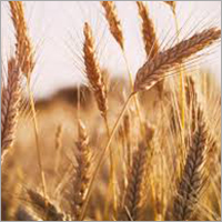 Wheat Seeds - Whole Grain, Organic Cultivation, Brown Color | High Purity, Nil Moisture, Nutrient-packed For Optimal Body Functioning