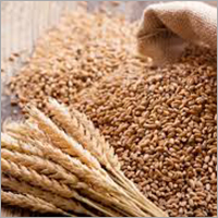 Wheat Seeds - Whole Grain, Organic Cultivation, Brown Color | High Purity, Nil Moisture, Nutrient-packed For Optimal Body Functioning