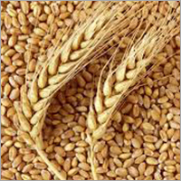 Wheat Seeds - Whole Grain, Organic Cultivation, Brown Color | High Purity, Nil Moisture, Nutrient-packed For Optimal Body Functioning