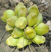  ताजा हरा नारियल