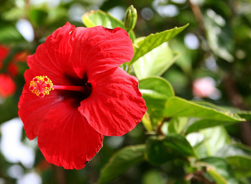 Hibiscus Liquid Extract - Rosa Sinensis, 100% Natural Herbal Extract for Anti-Dandruff & Moisturizing, Available in 5kg & 20kg with 18 Month Shelf Life