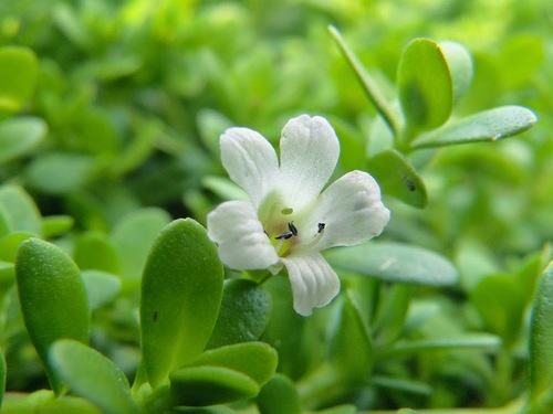 Brahmi Liquid Extract - Bacopa Monnieri Grade: Cosmetic