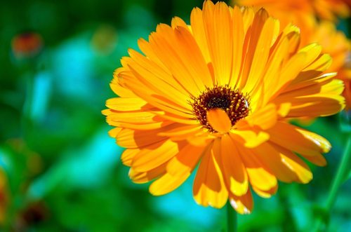 Calendula Liquid Extract - Calendula Officinalis Grade: Cosmetic