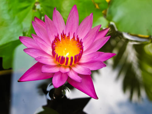 लोटस लिक्विड एक्सट्रेक्ट - नेलुम्बो न्यूसीफेरा ग्रेड: कॉस्मेटिक