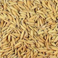Rice Paddy Grains