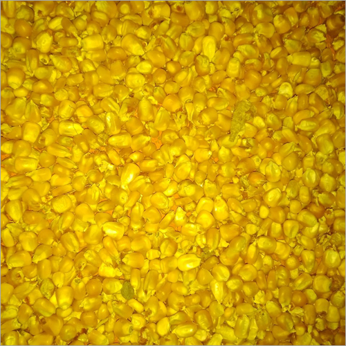 Yellow Maize Grains - Organic, Natural Size, Yellow Color | High Purity, Nil Moisture Content