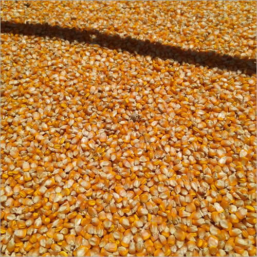 Yellow Maize Grains - Organic, Natural Size, Yellow Color | High Purity, Nil Moisture Content