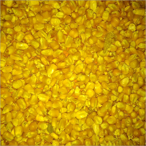 Yellow Maize Grains - Organic, Natural Size, Yellow Color | High Purity, Nil Moisture Content