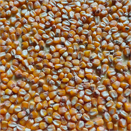 Dried Maize Grains - Organic, High Purity, Brown Color | Dried Style For Culinary Uses And Food Production