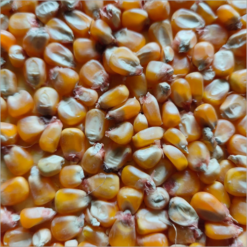 Dried Maize Grains - Organic, High Purity, Brown Color | Dried Style For Culinary Uses And Food Production