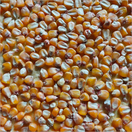 Dried Maize Grains - Organic, High Purity, Brown Color | Dried Style For Culinary Uses And Food Production