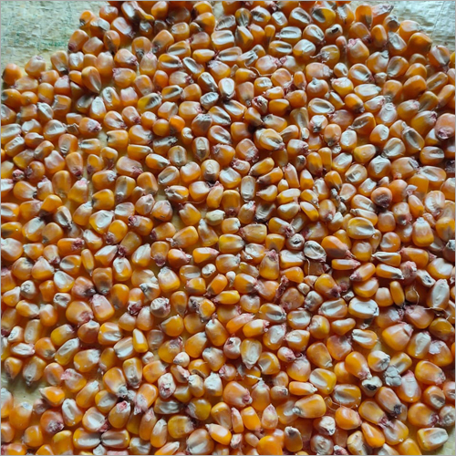 Dried Maize Grains - Organic, High Purity, Brown Color | Dried Style For Culinary Uses And Food Production