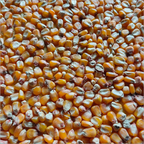 Dried Maize Grains - Organic, High Purity, Brown Color | Dried Style For Culinary Uses And Food Production