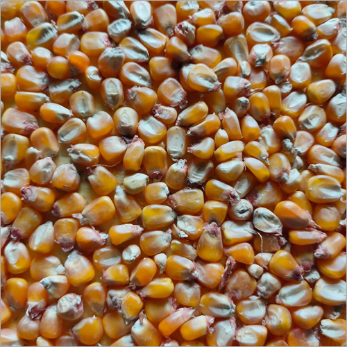 Dried Maize Grains - Organic, High Purity, Brown Color | Dried Style For Culinary Uses And Food Production